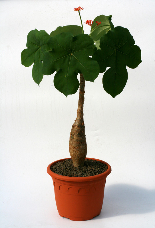 jatropha podagrica 0466