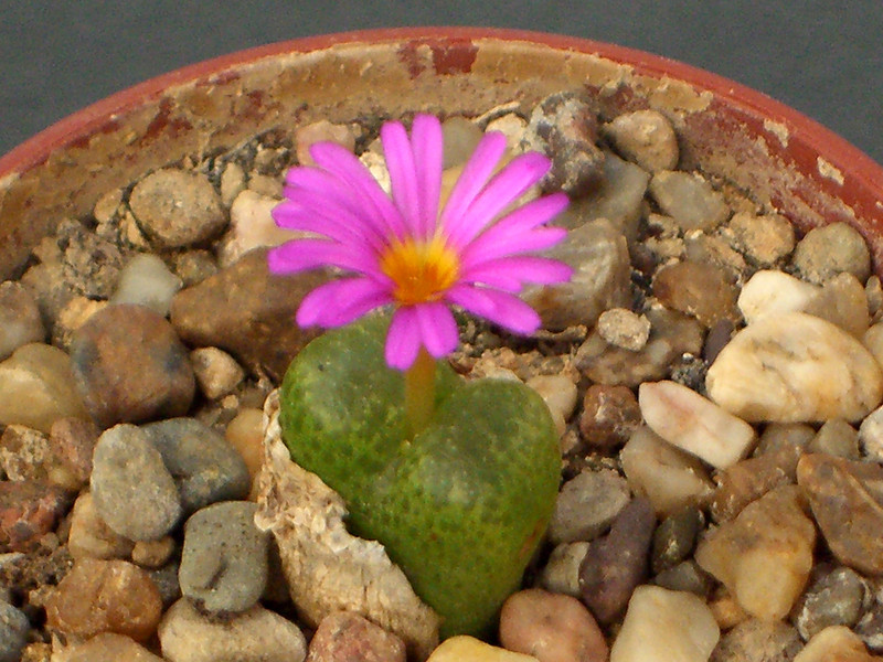 conophytum pellucidum cupreatum 1647