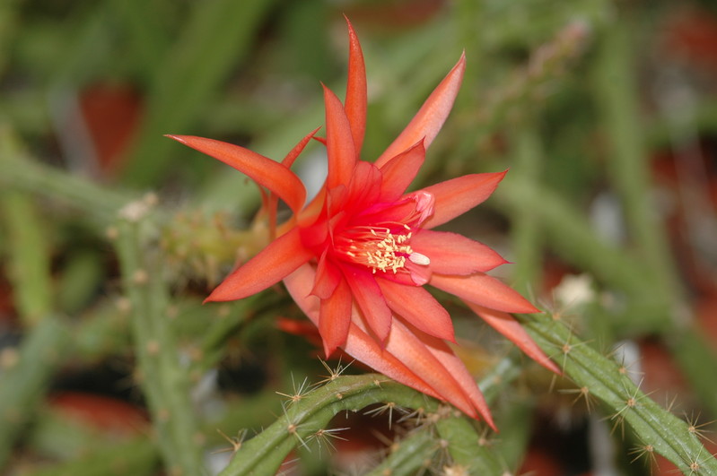 aporocactus englische hybride 31 1040