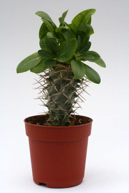 pachypodium brevicaule ve 9364