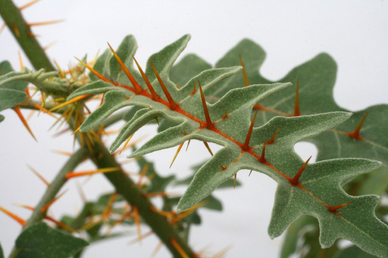 solanum quitoense 0353