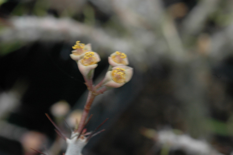 euphorbia neobosseri 01