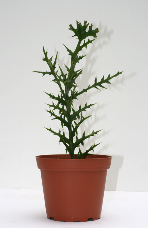 euphorbia stenoclada 3567