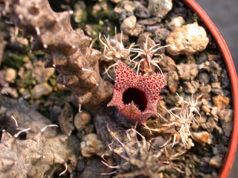 stapelianthus decaryi