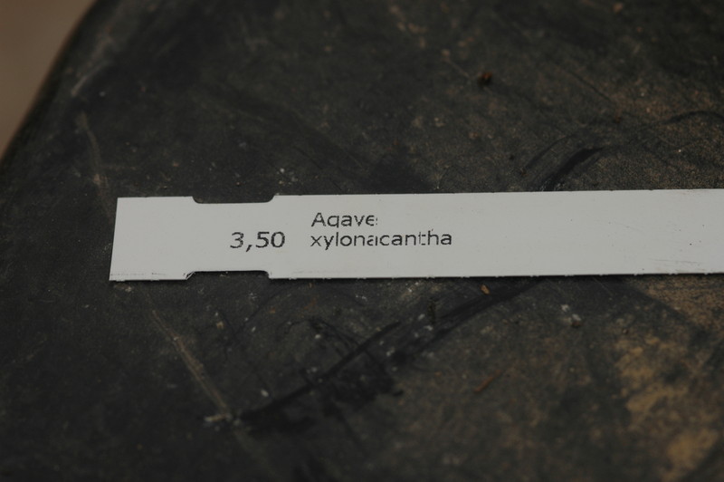 agave xylonacanha 8749