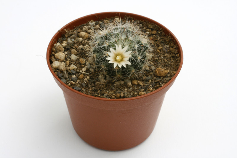 mammillaria pilispina rep1006 9899