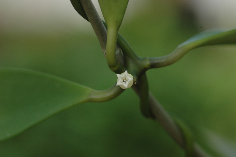 dischidia latifolia 01