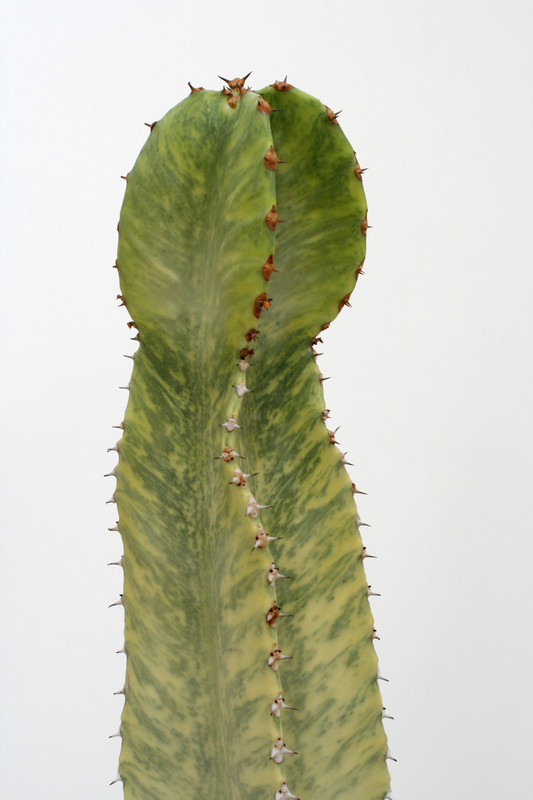 euphorbia ingens marmorata 200cm 3766