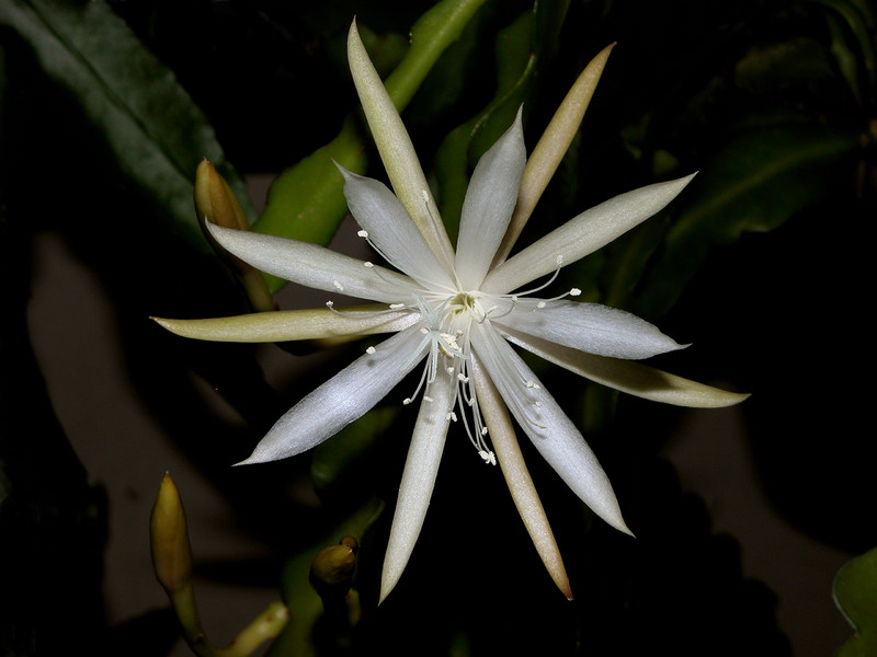 eh jalisco passion 02