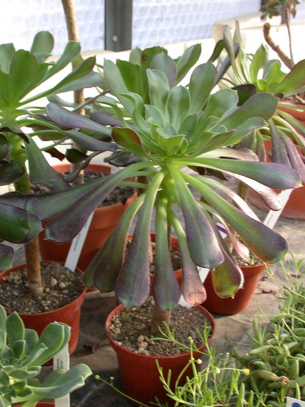 aeonium arboreum artropurp02