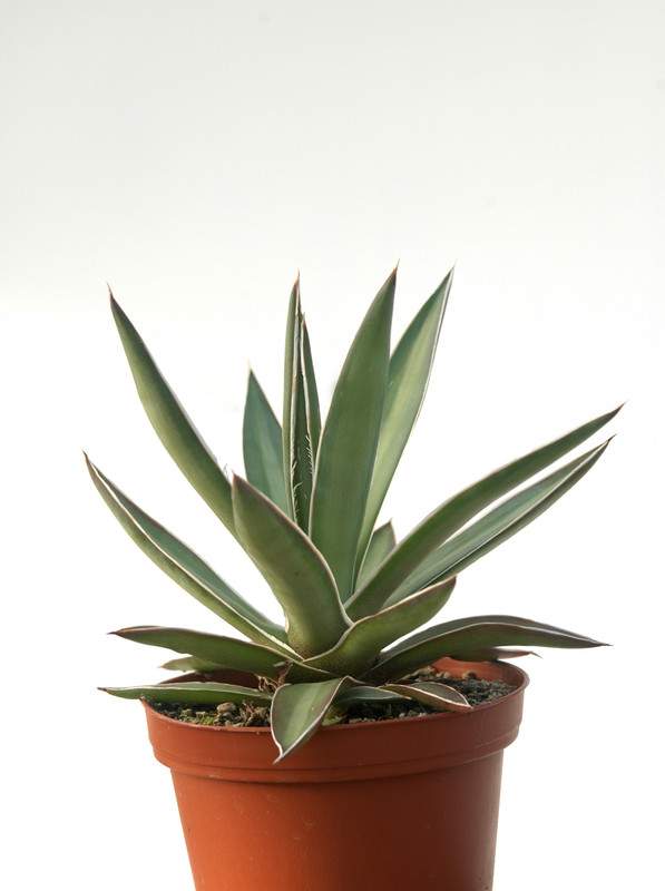 agave colimana 8522