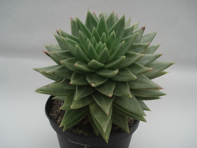 echeveria agavoides 225