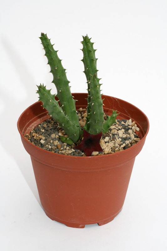 huernia keniensis 9247