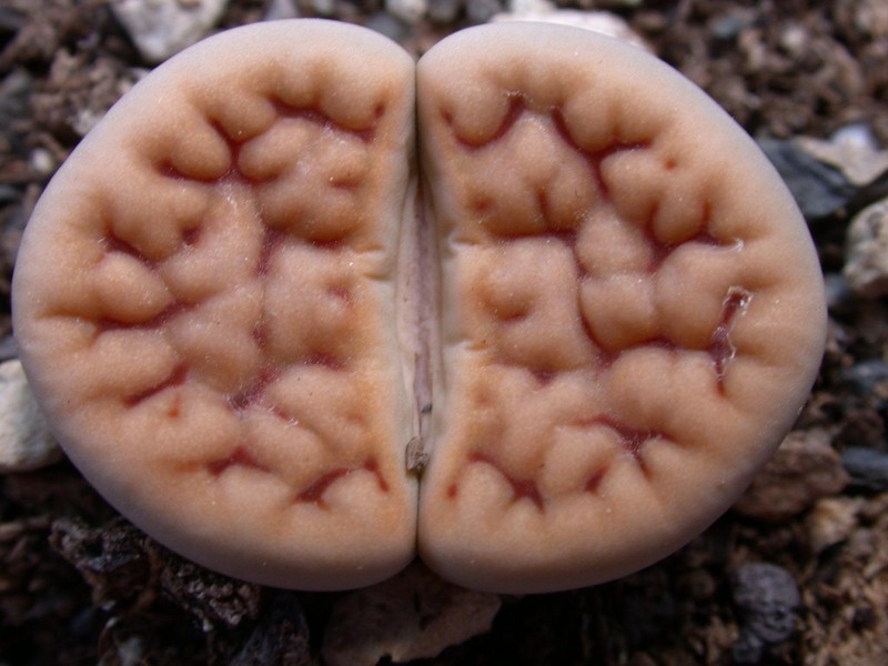 lithops karasmontana jacobseniana 03