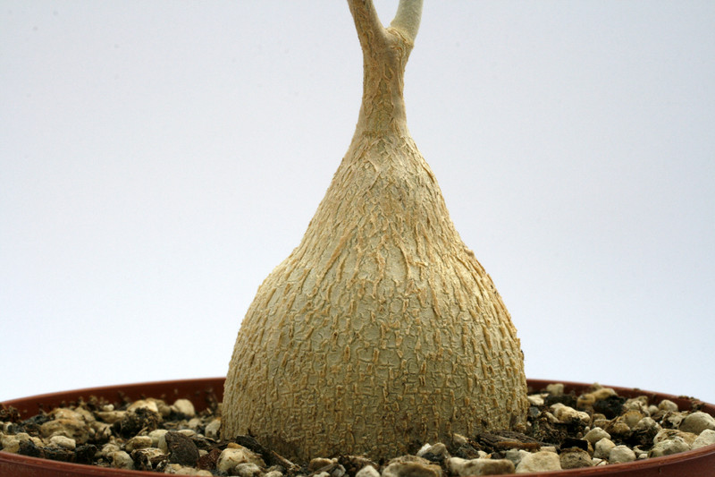 pyrenacantha malvifolia 8564