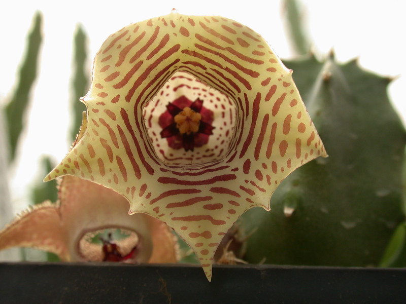 huernia thuretii d1449 07