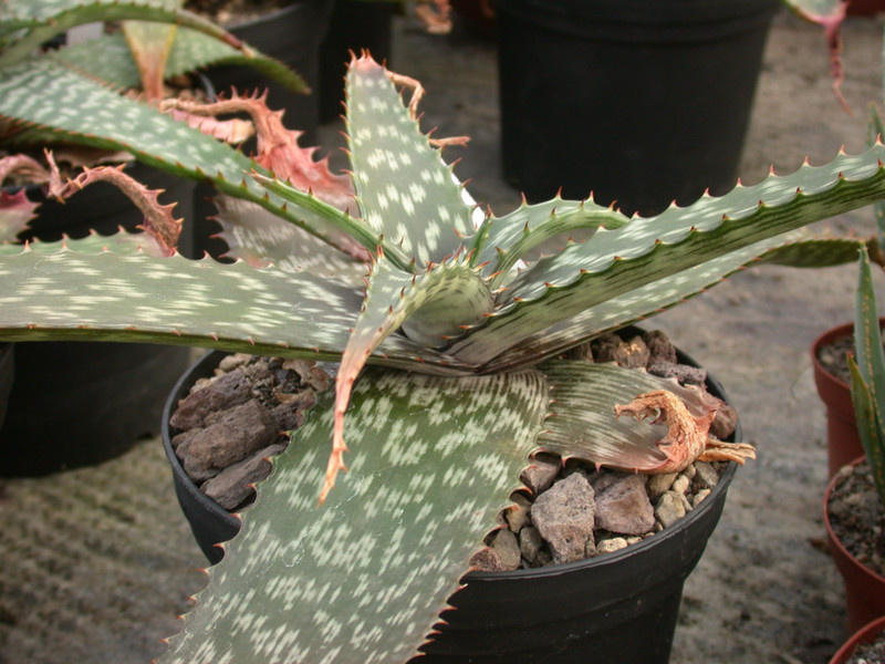 aloe davyana 01