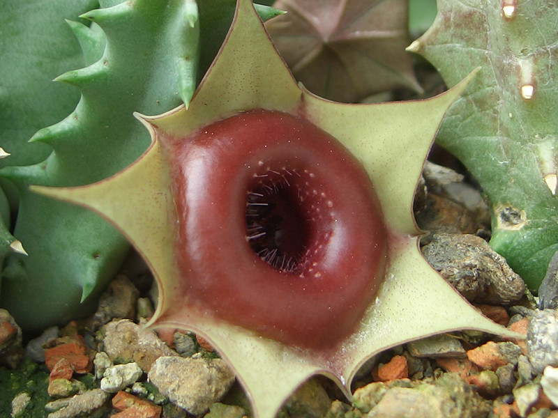huernia unsigniflora 1770