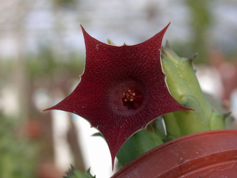 huernia arabica lavranos13103 2