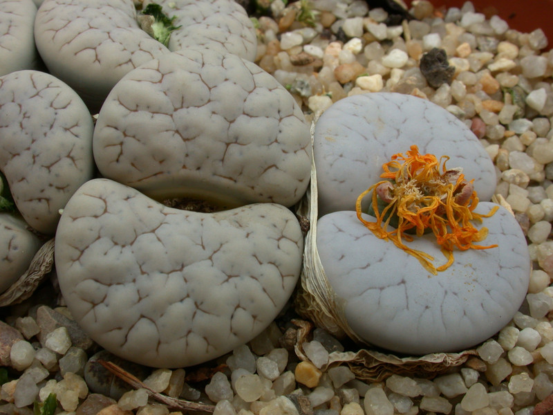 lithops gracilidelineata 03
