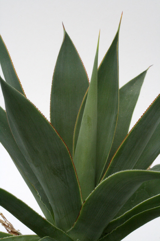 agave attenuata serulata 0053