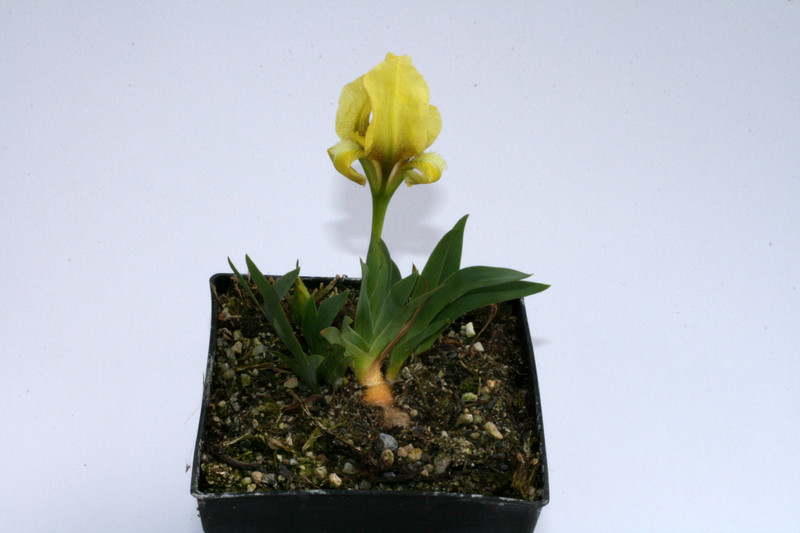 iris melitta 7848