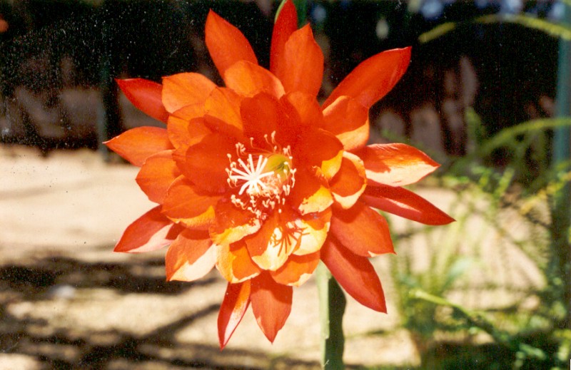 eh flechsings flame