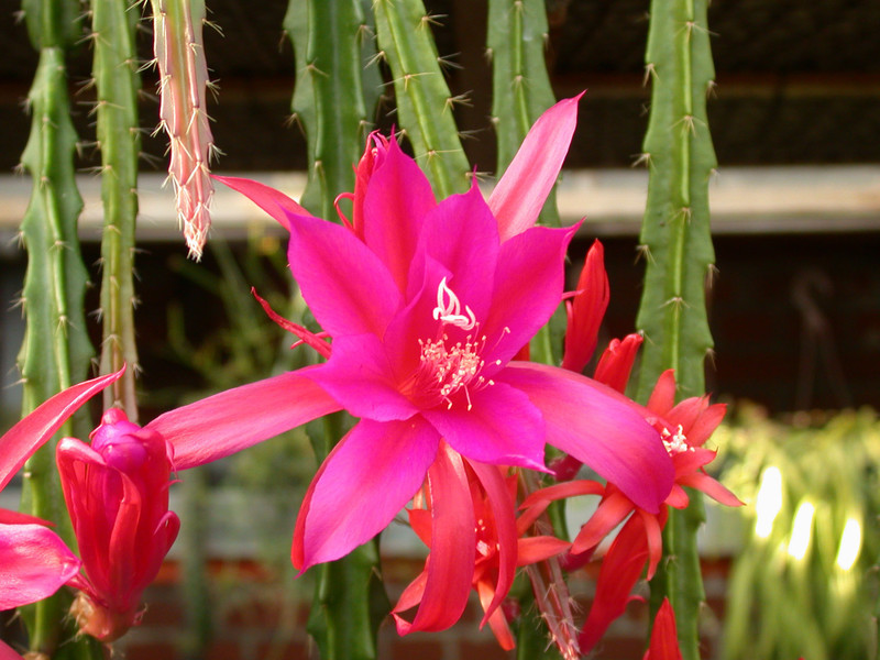 aporocactus blaze 12