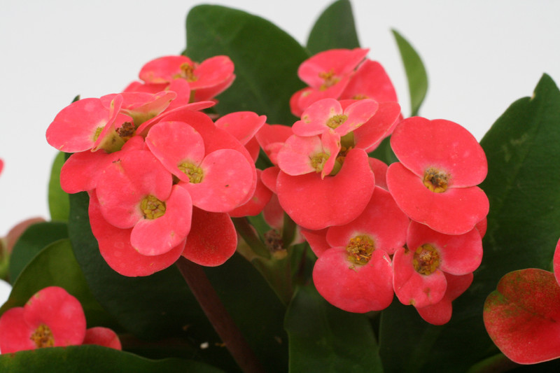 euphorbia milii kronos 1163