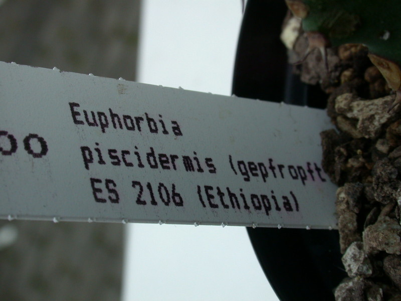 euphorbia piscidermis es2106 02