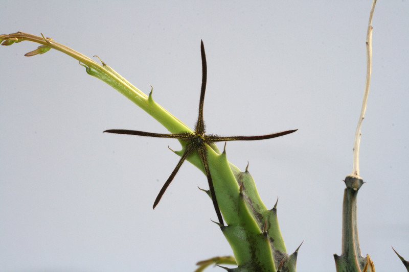 caralluma gracilipes 7823