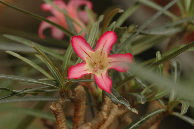adenium somalense 15
