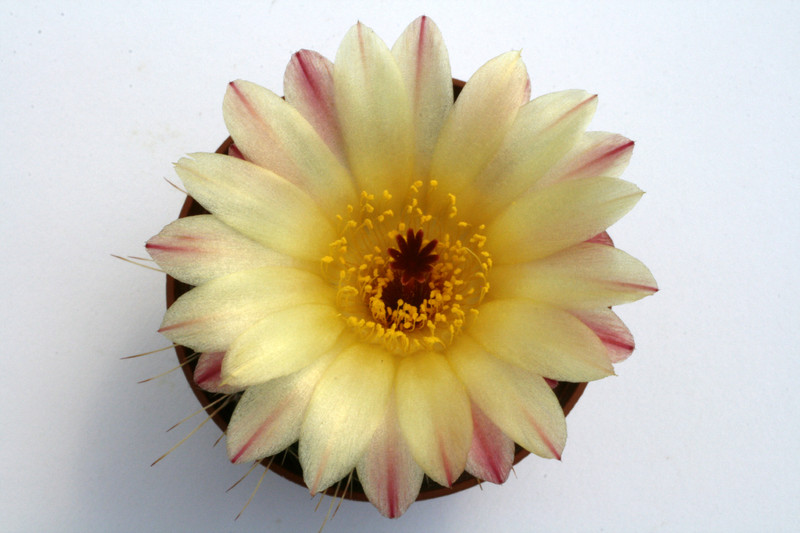 notocactus amiguettii 9765