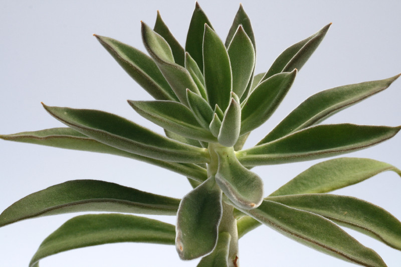 echeveria coccinea 7963