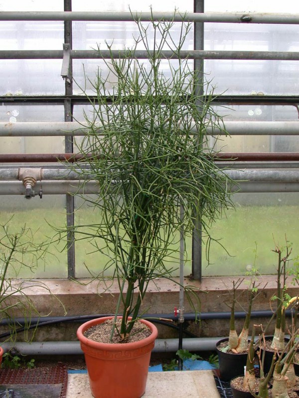 euphorbia tirucalli
