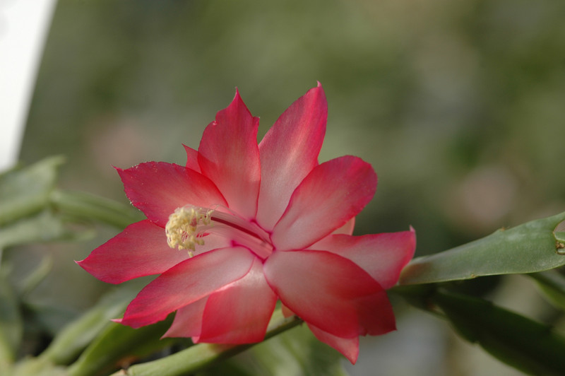 schlumbergera mac 8178