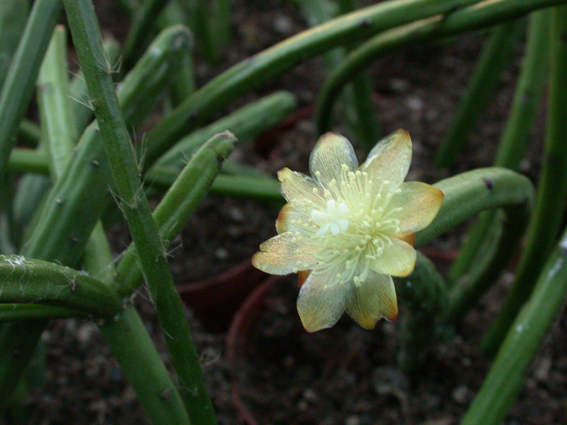 rhipsalis dissimilis 10