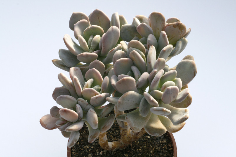 pachyphytum silberfaecher 7979