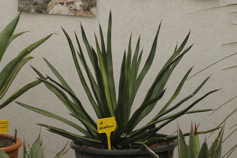 agave ocahui 01
