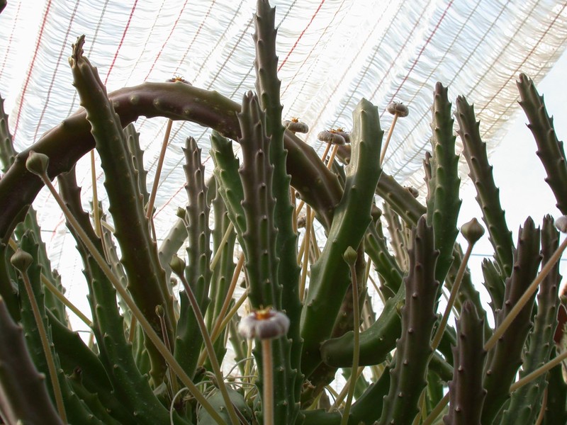 stapelia erecta 02