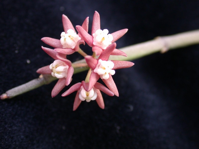 sarcostemma vanlessenii 01