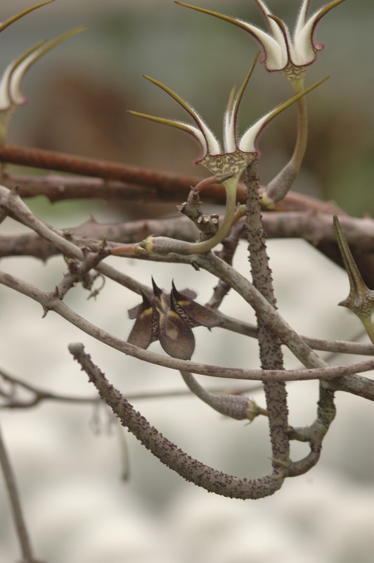 ceropegia stapeliaeformis 8767
