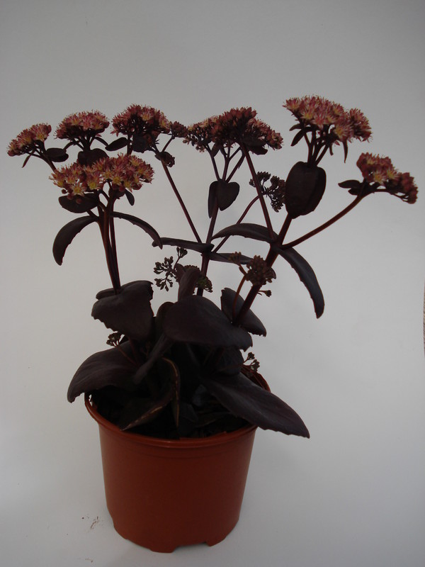 sedum purple emperor 681