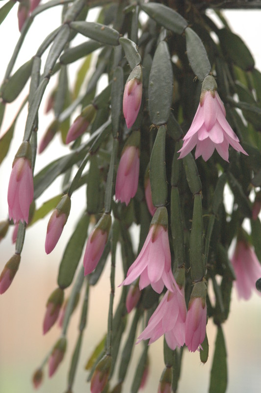 hatiora rosea frohning 9598 rbi 433 9381