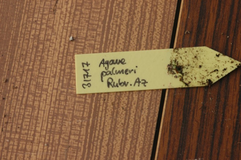 agave palmeri ruby az 8528