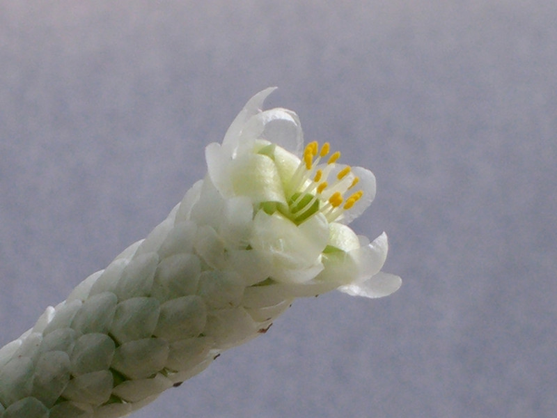 avonia papyracea 0326