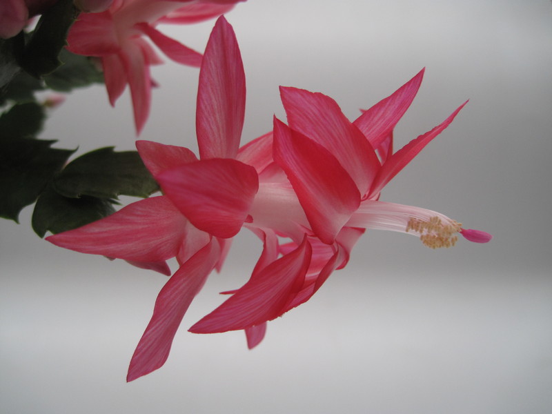 schlumbergera nicolas 7757