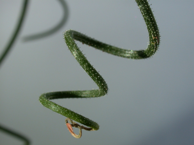 albuca spiralis 04