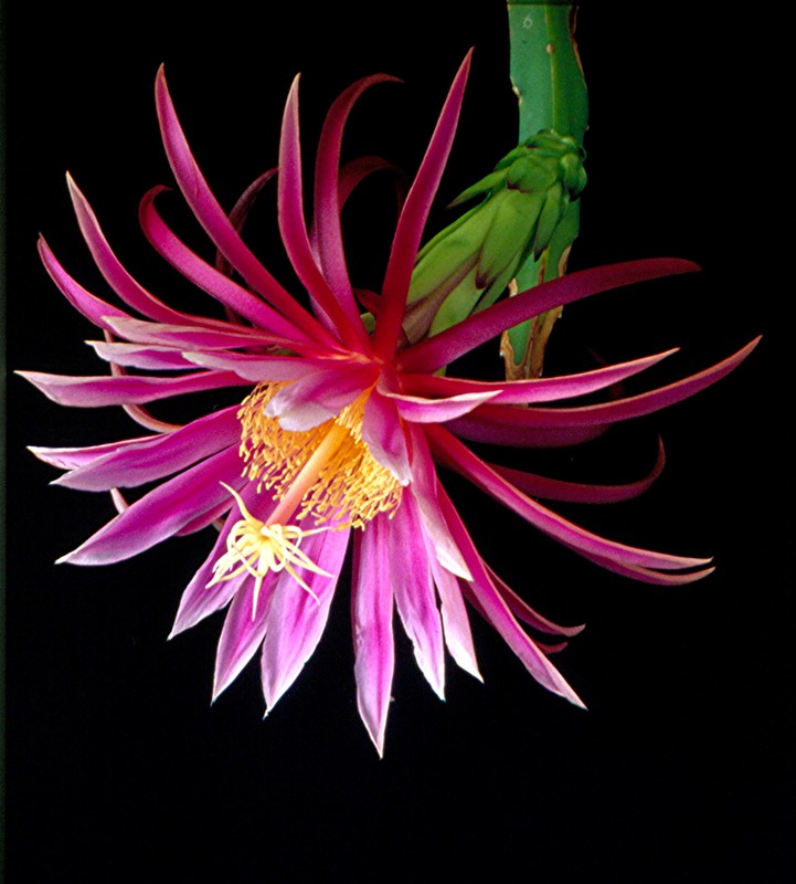 hylocereus kathie van arum 03