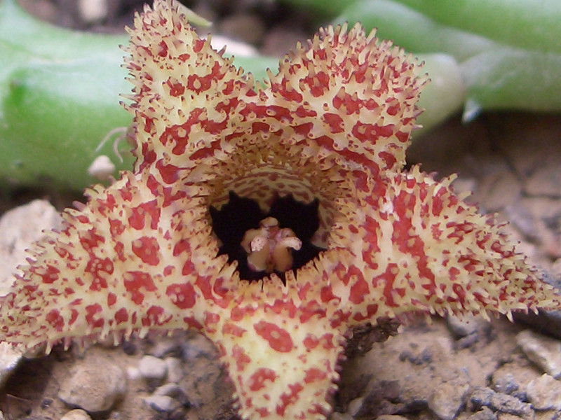 huernia hystrix appendiculata 0894